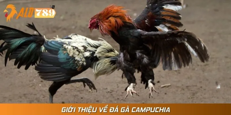 Am hiểu về đá gà Campuchia