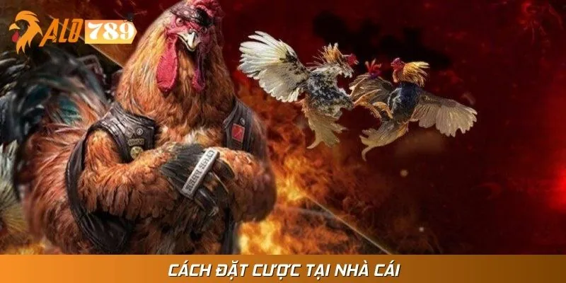 Cách đặt cược đá gà Campuchia dễ hiểu cho newbie