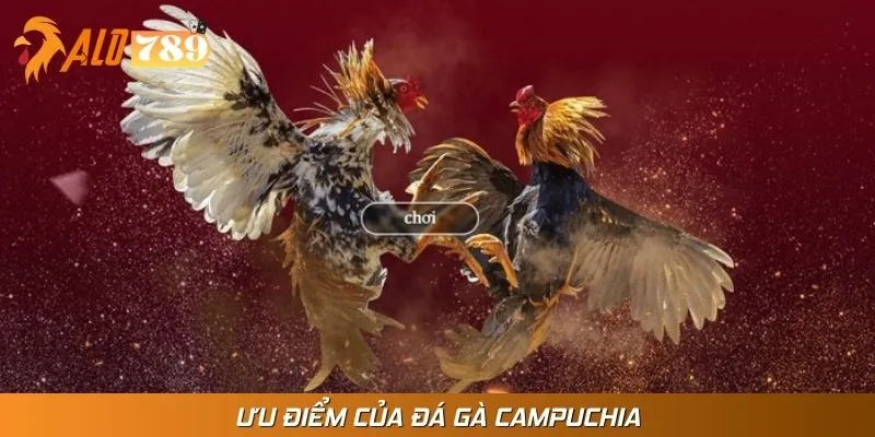 Lợi ích khi gia nhập sảnh đá gà Campuchia tại nhà cái