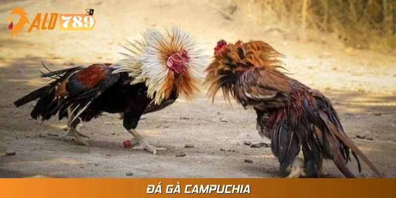 Đá Gà Campuchia - Đỉnh Cao Của Đam Mê Cá Cược Cùng Chiến Kê