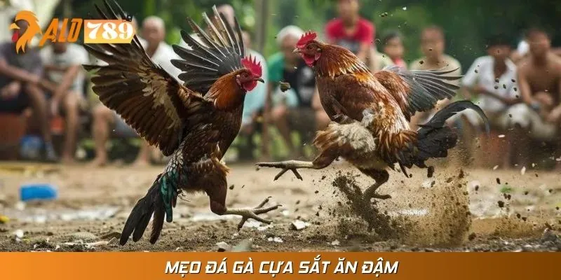 Bí quyết cược chuẩn khi tham gia đá gà cựa sắt