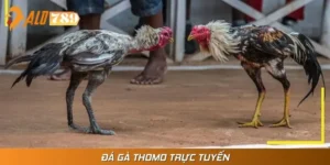 Đá Gà Thomo Trực Tuyến Là Những Cuộc So Tài Nảy Lửa Tại ALO789