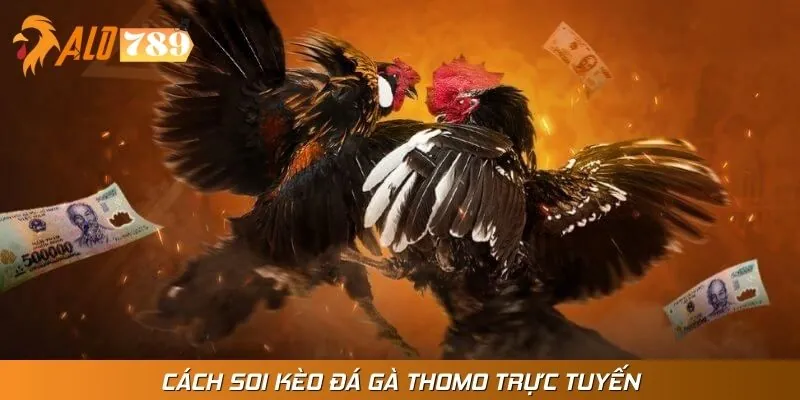 Nhiều loại kèo cược đá gà hấp dẫn cho kê thủ