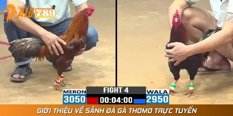 Sảnh đá gà thomo trực tuyến đầy kịch tính tại nhà cái uy tín