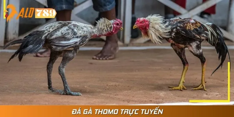 Đá Gà Thomo Trực Tuyến Là Những Cuộc So Tài Nảy Lửa Tại ALO789