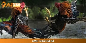 Hình Thức Đá Gà Đỉnh Nóc - Tổng Hợp Đầy Đủ Cho Kê Thủ