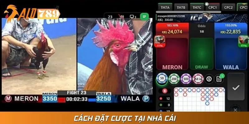 Hướng dẫn đặt cược tại các hình thức đá gà online