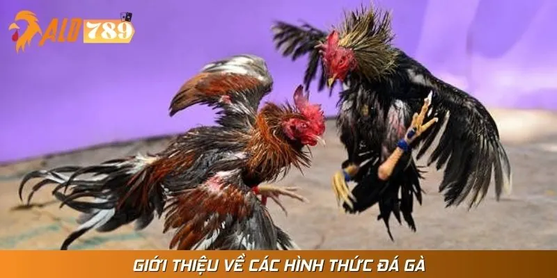 Hiểu đúng về các hình thức đá gà hiện nay