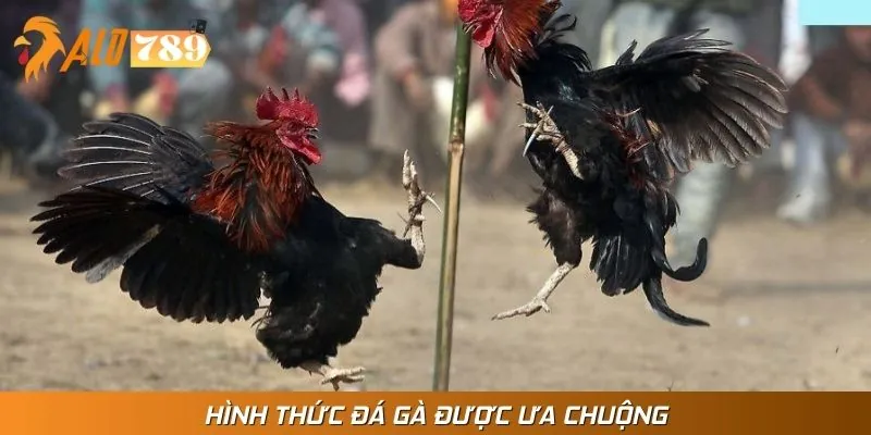 Bật mí hình thức đá gà online đang chiếm sóng