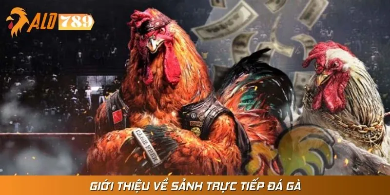 Trực tiếp đá gà - Chuyên mục cuốn hút nhất 2025
