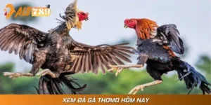 Xem Đá Gà Thomo Hôm Nay Và Cá Cược Đầy Kịch Tính Cùng ALO789