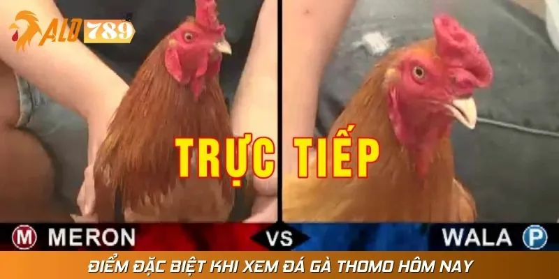 Xem đá gà thomo hôm nay là một trải nghiệm đặc biệt