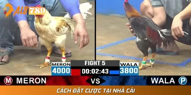 Xem đá gà thomo hôm nay theo từng bước đơn giản