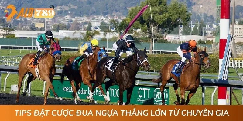 Tips đặt cược đua ngựa thắng lớn từ chuyên gia
