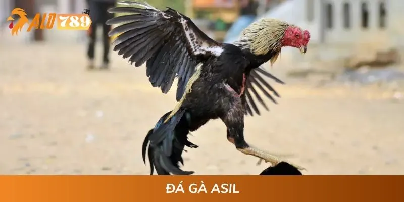 Xem Đá Gà Asil, Đặt Cược Chắc Thắng Cùng ALO789