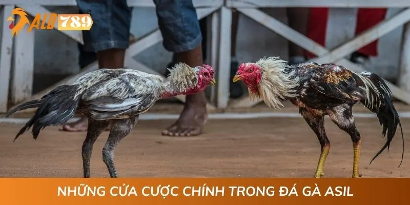 Những cửa cược chính trong đá gà Asil