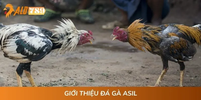 Giới thiệu đá gà Asil