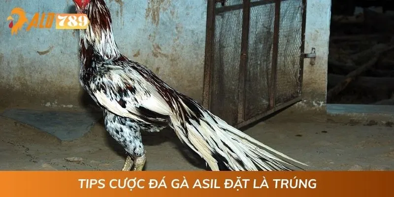 Tips cược đá gà Asil đặt là trúng