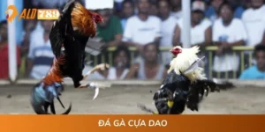 Đá Gà Cựa Dao ALO789 - Xem Cực Đã, Cược Cực Phê