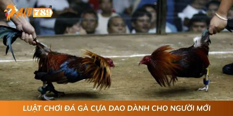 Luật chơi đá gà cựa dao dành cho người mới