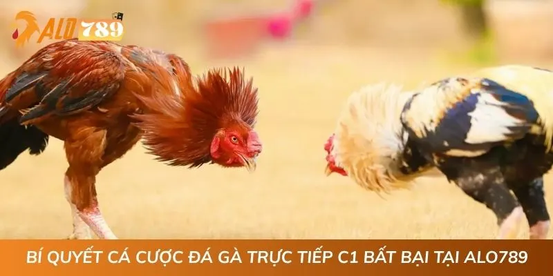 Bí quyết cá cược đá gà trực tiếp C1 bất bại tại ALO789