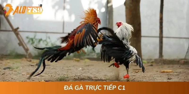 Đá Gà Trực Tiếp C1 - Nổ Kèo Cực Lớn, Thắng Đậm Mỗi Ngày