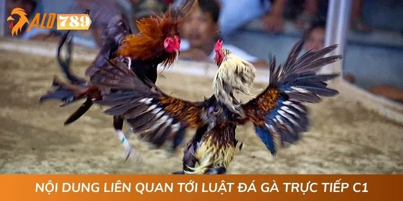 Nội dung liên quan tới luật đá gà trực tiếp C1