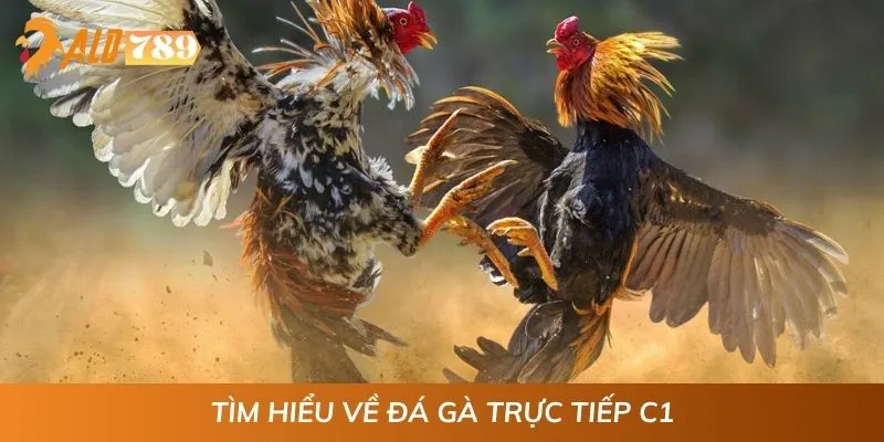 Tìm hiểu về đá gà trực tiếp C1