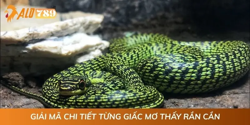 Giải mã chi tiết từng giấc mơ thấy rắn cắn