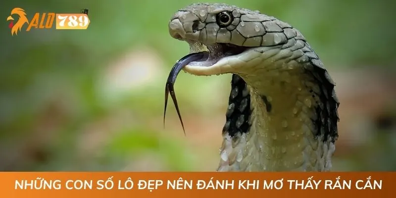 Những con số lô đẹp nên đánh khi mơ thấy rắn cắn